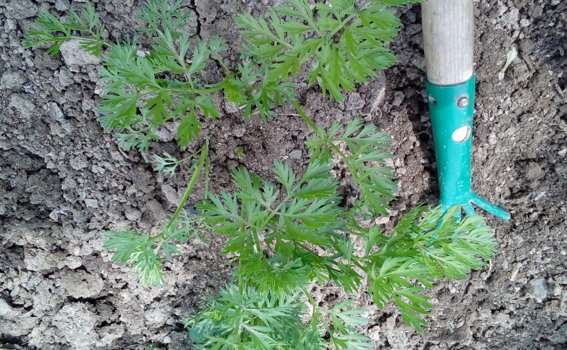 Protrhej mrkev a z natě vyrob pesto!