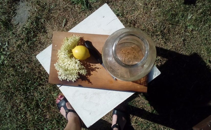 Černý bez kvete. Sušte květy na čaj a připravujte limonádu