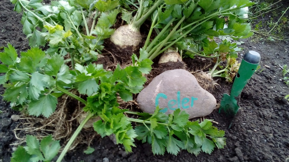 Skliď celer, najdi poklad