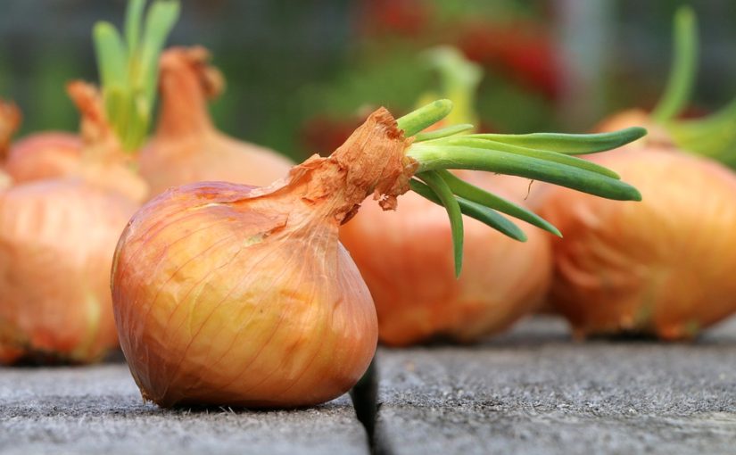 Zelená nať z cibule je parádní ozdobou do salátů. Takhle snadno si ji doma vypěstujete