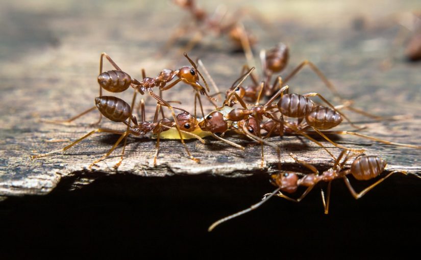 Trápí vás mravenci na zahradě? Zkuste skořici nebo kávu